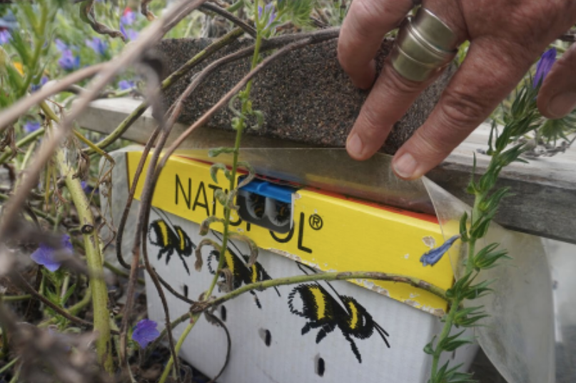 Bumble beehive