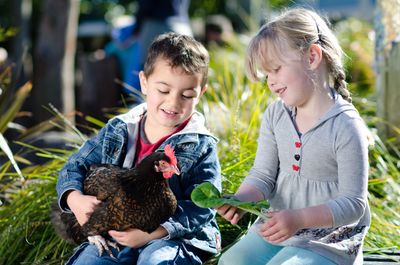 Tamariki feeding chicken