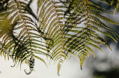 fern fronds