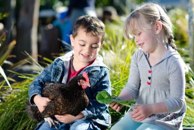 Boy holding a black chicken being fed a big green leaf by little  girl